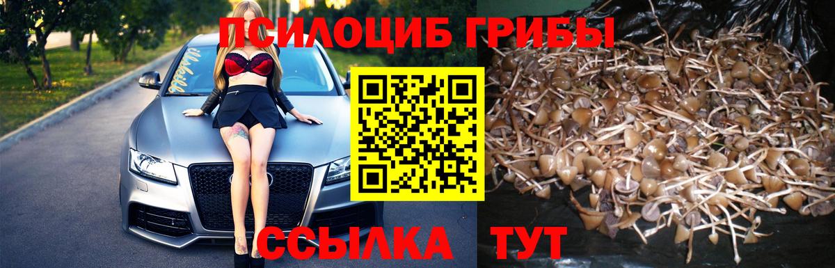 Псилоцибиновые грибы Psilocybe  Вход с VPN  Грязи  Псилоцибиновые грибы MAGIC MUSHROOMS 
